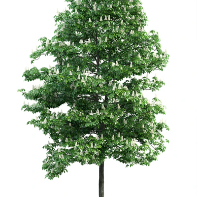 Chestnut 3 — Ver 2