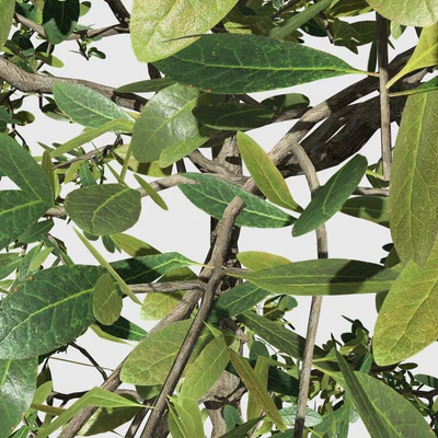 Khaya senegalensis — Ver 2