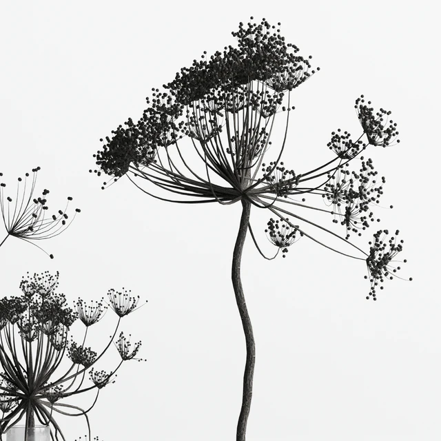 Bouquet Set 01 Vase Glass Dry Hogweed — Скачать