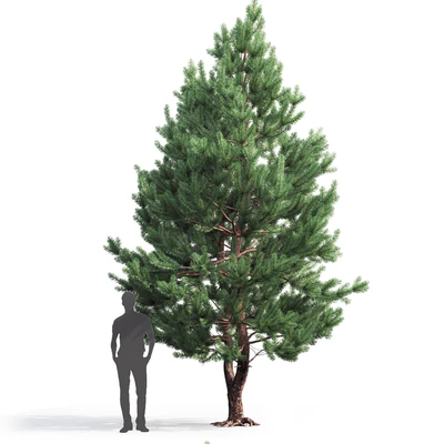 Pine — Вид 3