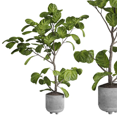 Ficus lyrata plant - indoor plant set 437 — скачать