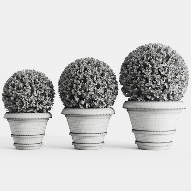 Boxwood evergreen in clay pots — Descargar