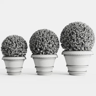 Boxwood evergreen in clay pots — Ver 4