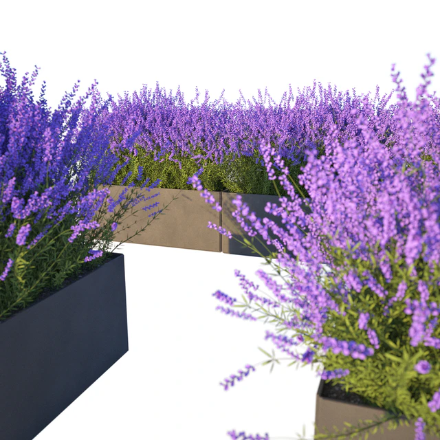Lavender in Cubes — Descargar