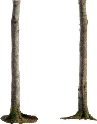 birch tree trunk 002 — Download
