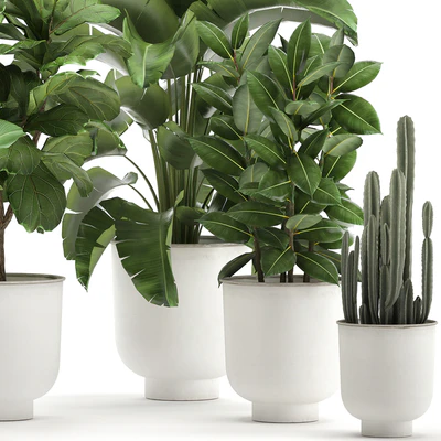 Collection of plants in white pots with banana palm, ficus tree, Strelitzia. Set 906. — Ver 6