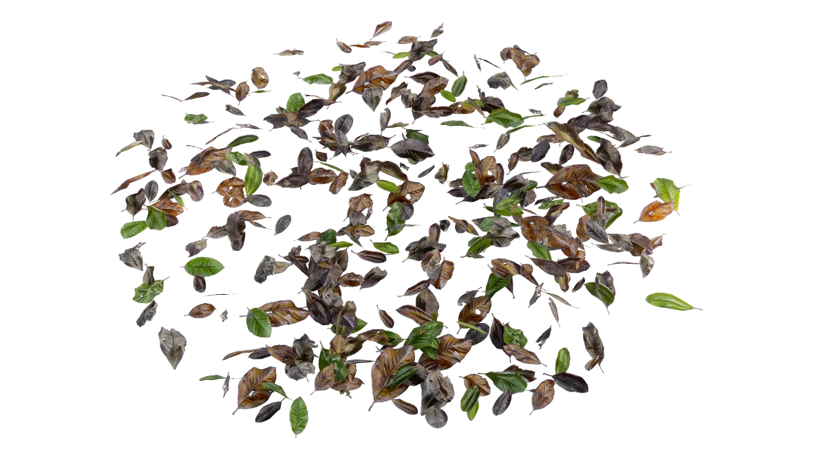 dead leaves 003 — Descargar