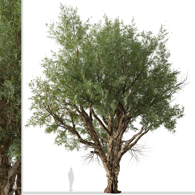 Set of Eucalyptus Camaldulensis Tree ( River Red Gum ) (2 Trees) — Скачать