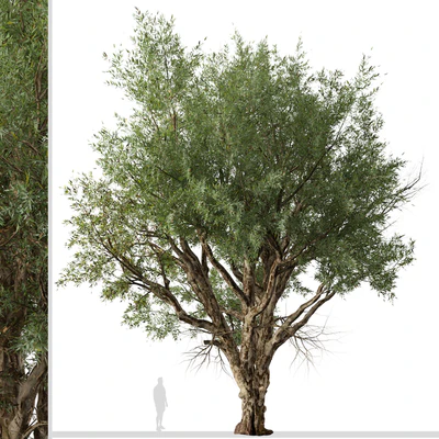 Set of Eucalyptus Camaldulensis Tree ( River Red Gum ) (2 Trees) — Вид 7