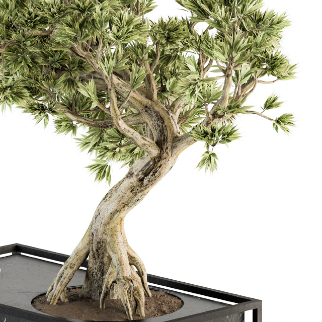 indoor Plant Set 225 - Bonsai Plant — Descargar