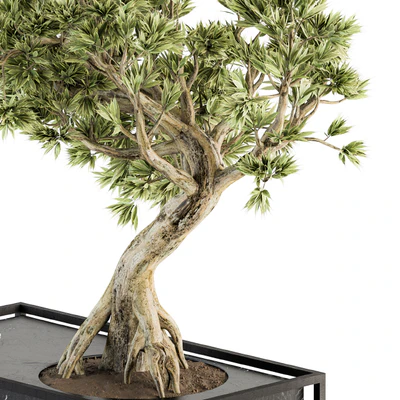 indoor Plant Set 225 - Bonsai Plant — Ver 6