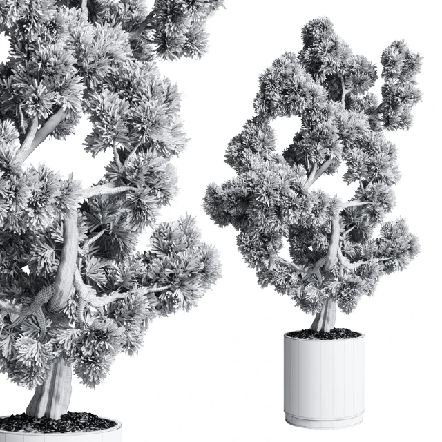 Bonsai 02 — Descargar