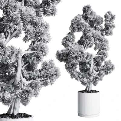 Bonsai 02 — Ver 3