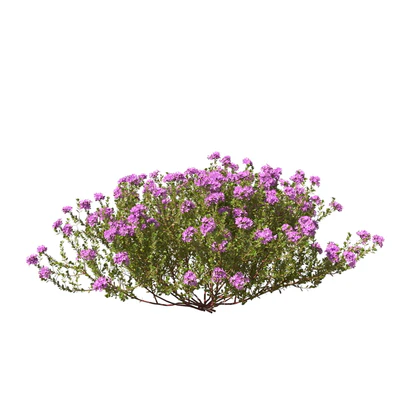 Тимьян обыкновенный thymus vulgaris — Вид 7