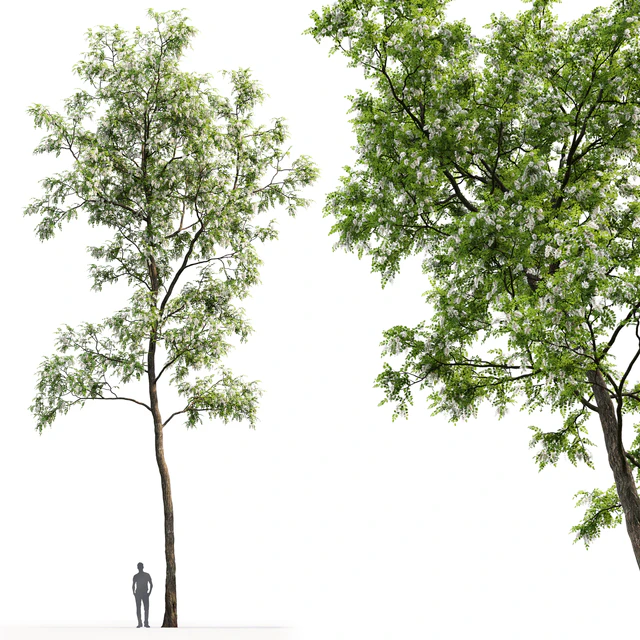 White Acacia | Robinia Pseudoacacia # 4 (17m) — Download