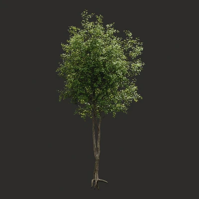 Summer tree # 2 — Ver 3