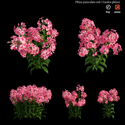 Phlox paniculata red — Ver 4