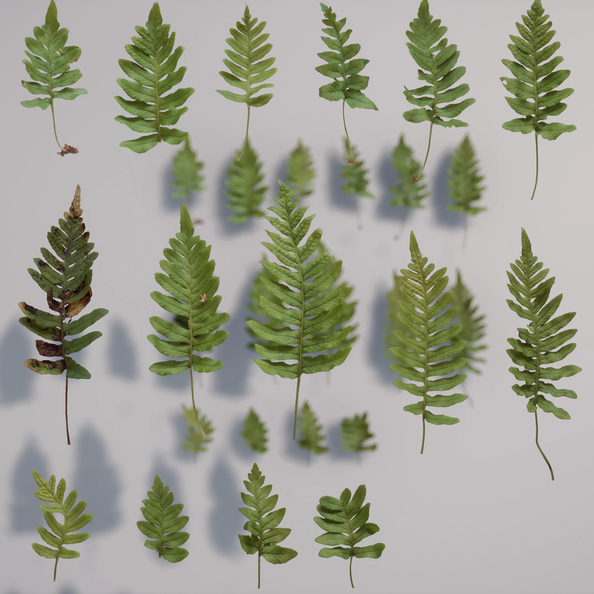 polypodium vulgare — Скачать