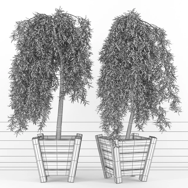 лиственница плакучая (Larix) — Скачать