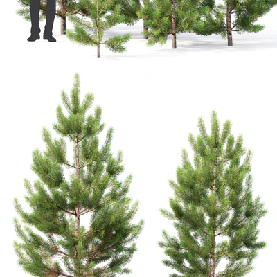 Pine — Ver 2