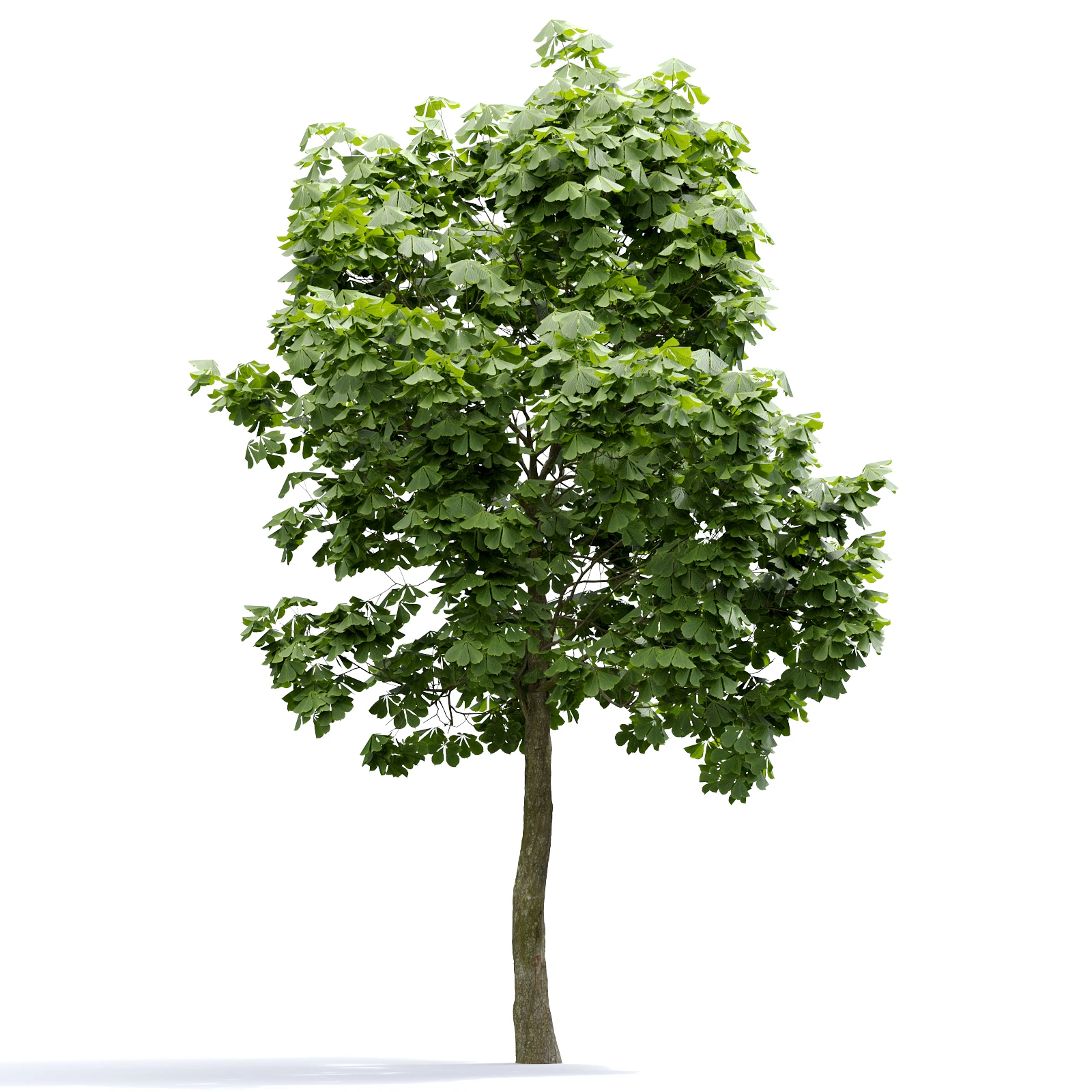 trees and barks 002 — Descargar