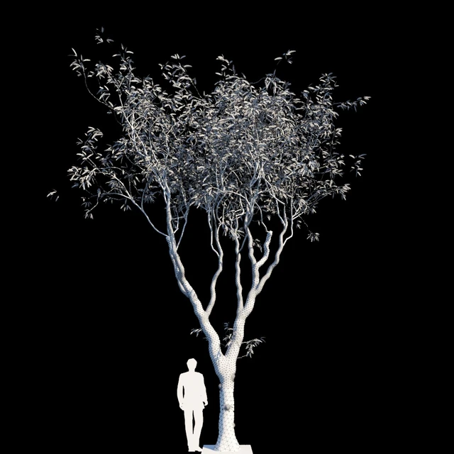Eucalyptus trees — Скачать