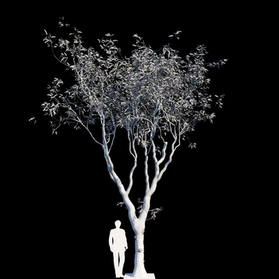 Eucalyptus trees — Вид 2