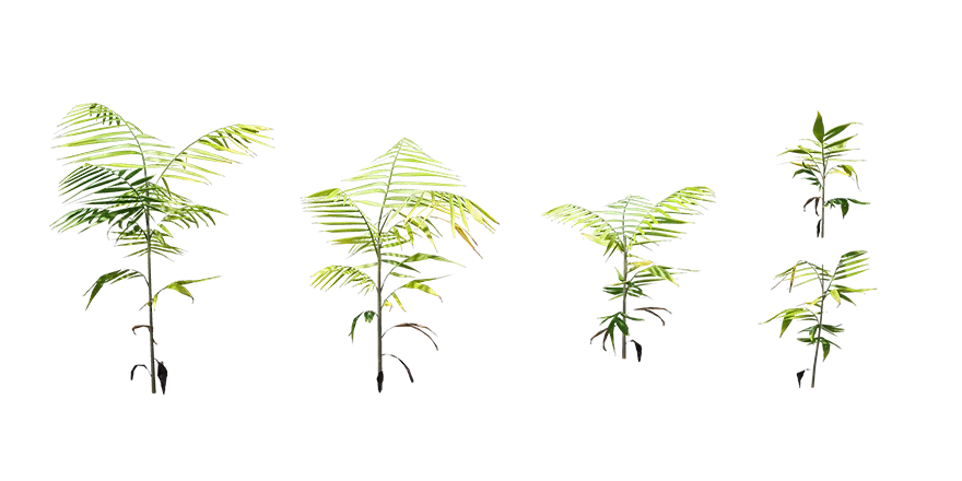 cane palm 001 — Скачать