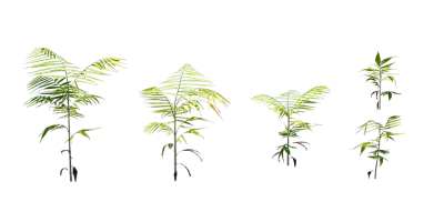 cane palm 001 — Скачать
