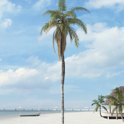 palm trees 025 — Descargar