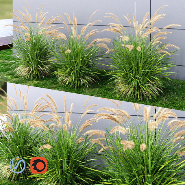 Ornamental grass Fountaingrass green — Descargar