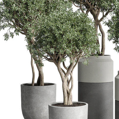 Collection Indoor plant 189 concrete dirt vase pot Tree — Ver 6