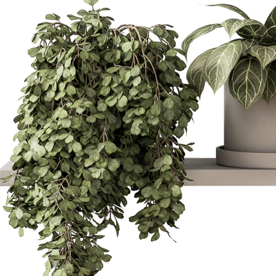 indoor Plant Set 281 - Plant pot on shelves — Ver 6
