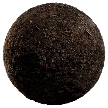 forest floor 003 — Descargar