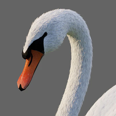 White Swan — Ver 3