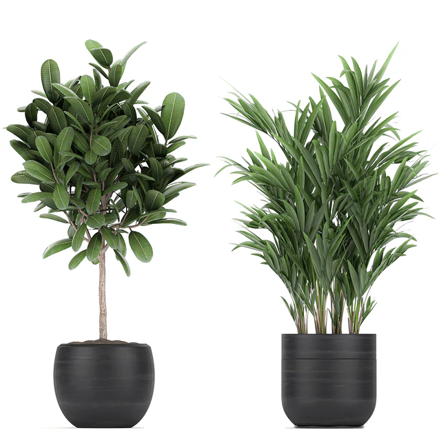 Collection of exotic plants in black pots with Bamboo bush, ficus, palm, banana, Plumeria. Set 715. — Descargar