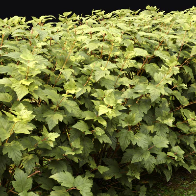 Physocarpus hedge — Вид 7