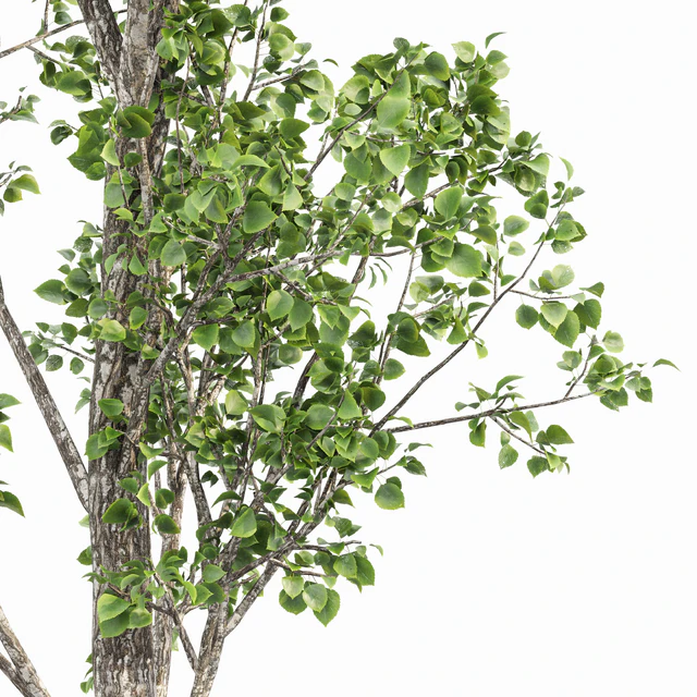 beautiful hazel leaves — Descargar