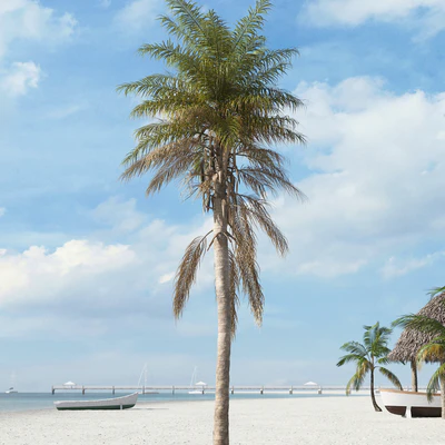 palm trees 024 — Descargar