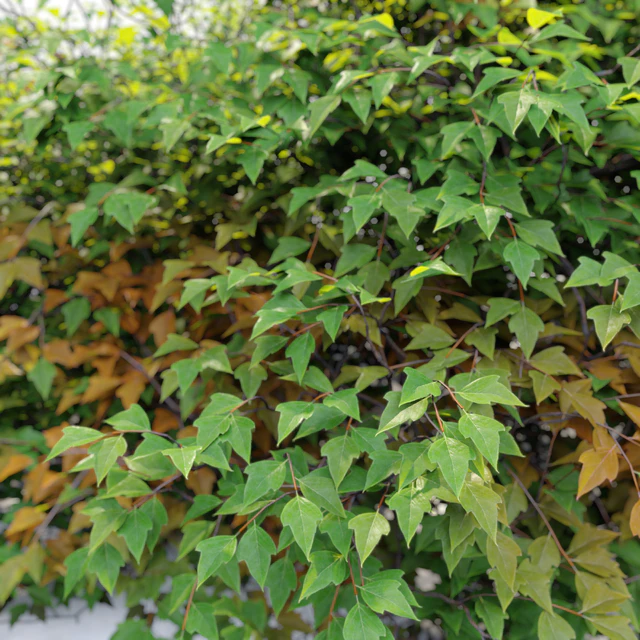 bush 022 — Descargar