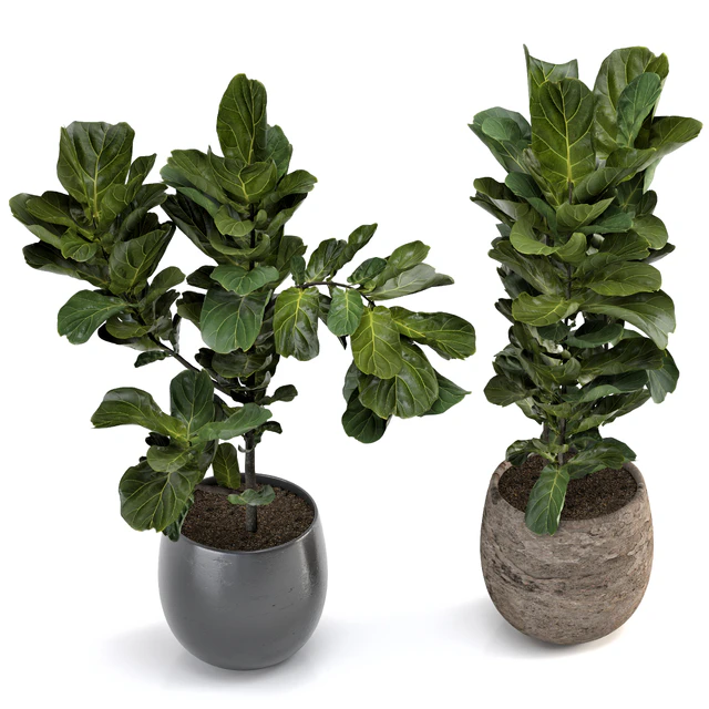 Collection of plants-006 — Скачать