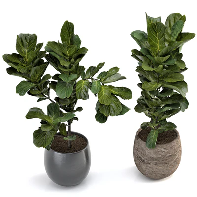 Collection of plants-006 — Вид 6