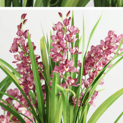 Cymbidium Orchid — Ver 3