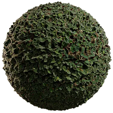 creeping fig 012 — Descargar