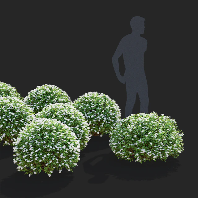 Спирея серая стриженные кусты | Spiraea cinerea grefsheim — Скачать