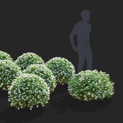 Спирея серая стриженные кусты | Spiraea cinerea grefsheim — Вид 7