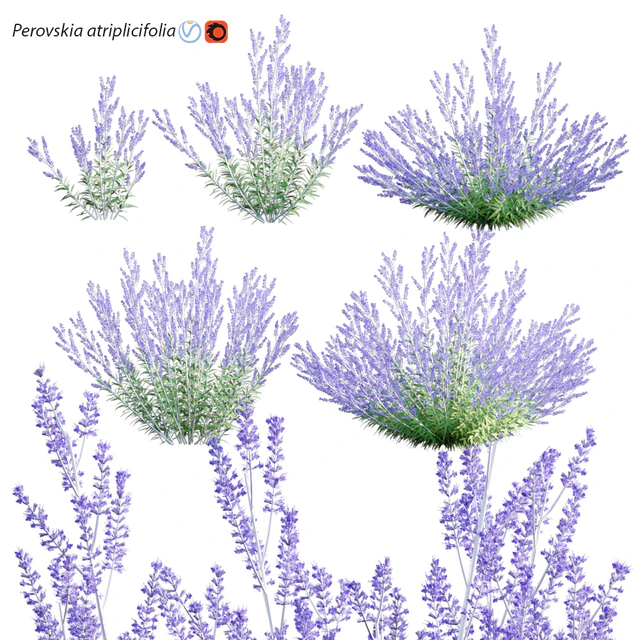 Perovskia atriplicifolia | Russian Sage — Descargar