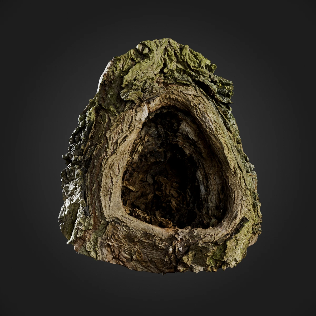 trees and barks 057 — Descargar