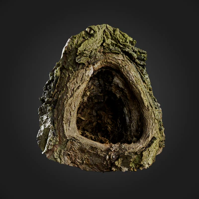 trees and barks 057 — Descargar