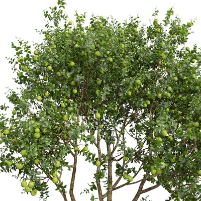 New Plant High detail Citrus Sinensis Orange Arancio Green — Ver 5